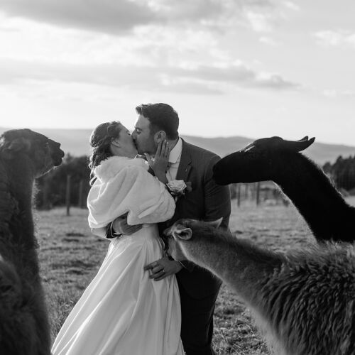 Zdjęcie ślubne: bride and groom kissing, man lifting woman, llamas surrounding couple, rural mountain landscape, black and white portrait, overcast sky with trees | Sonka Skerik, Brno, Czechy